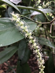 Coccoloba pyrifolia
