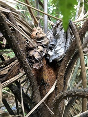 Alsophila portoricensis