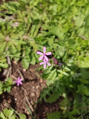 Silene fuscata