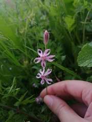 Silene bellidifolia