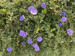 Convolvulus sabatius