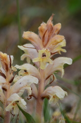 Orobanche caryophyllacea