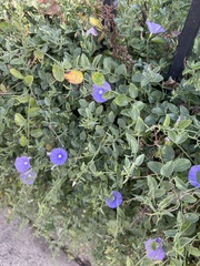 Convolvulus sabatius