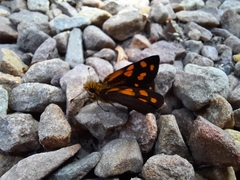 Metisella metis metis