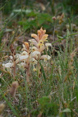 Orobanche caryophyllacea