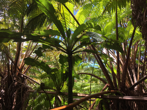 Cyanea tritomantha observed 2015-05-16