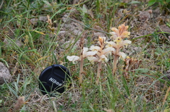 Orobanche caryophyllacea