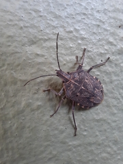 Peltasticus punctatus