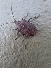 Peltasticus punctatus