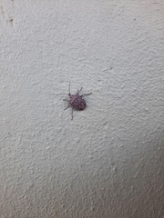 Peltasticus punctatus