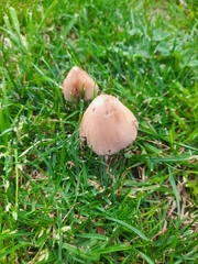 Micacei