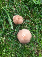 Micacei