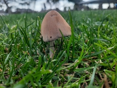 Micacei