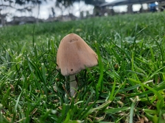 Micacei