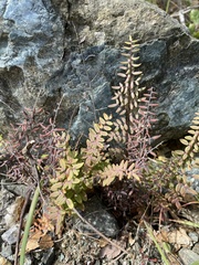 Pellaea andromedifolia