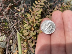 Pellaea andromedifolia