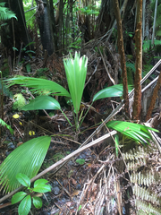 Pritchardia beccariana
