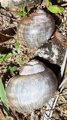 Pomacea paludosa