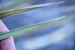 Agave schottii treleasei