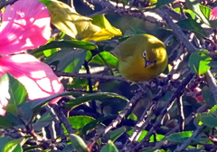 Zosterops anderssoni