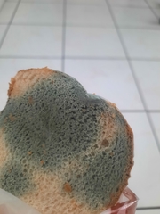 Ascomycota
