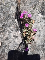 Oscularia caulescens