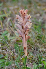 Orobanche caryophyllacea