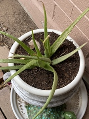 Euphorbia tirucalli