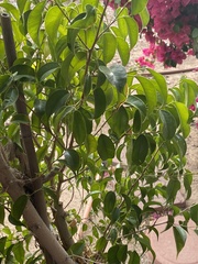 Euphorbia tirucalli