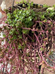 Euphorbia tirucalli
