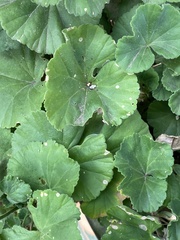 Euphorbia tirucalli
