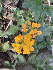 Euphorbia tirucalli