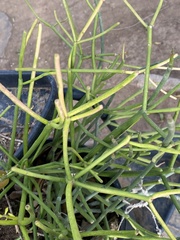 Euphorbia tirucalli