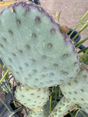 Euphorbia tirucalli