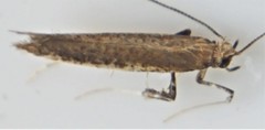 Caloptilia hypericella