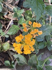 Lantana