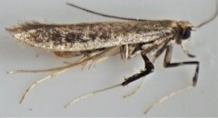 Caloptilia hypericella