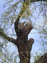 Melanerpes uropygialis