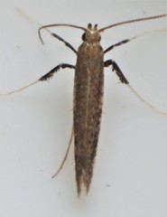 Caloptilia hypericella