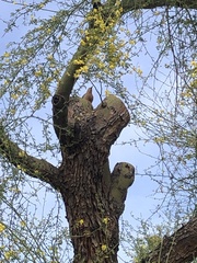 Melanerpes uropygialis