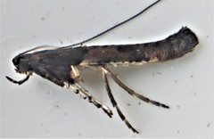 Caloptilia hypericella
