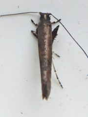 Caloptilia hypericella