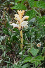 Orobanche caryophyllacea