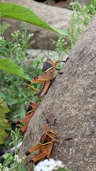 Brachystola behrensii