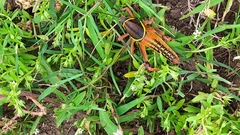 Brachystola behrensii