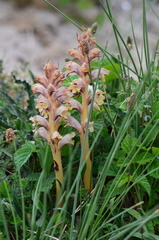 Orobanche caryophyllacea