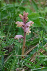 Orobanche caryophyllacea