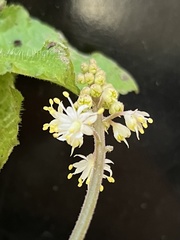 Tiarella wherryi