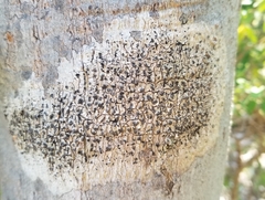 Anisomeridium tamarindi