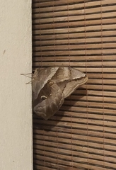 Eryphanis automedon